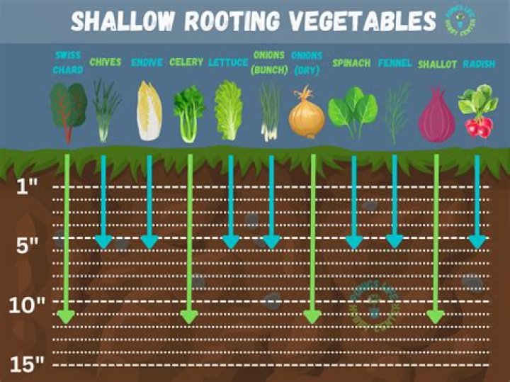 Are beets shallow rooted?