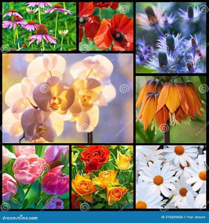 Are roses composite?