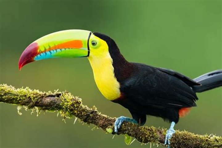 Can a toucans bill help keep it cool?