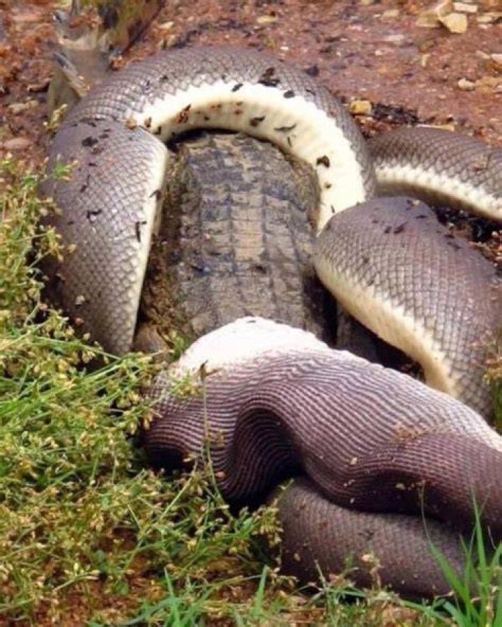 Can python swallow crocodile?