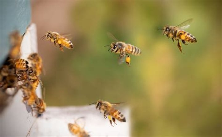 Do bees fly fast?