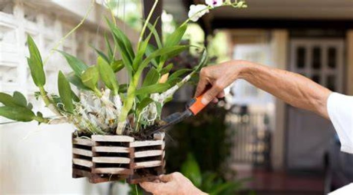 Do orchids on trees need fertilizer?