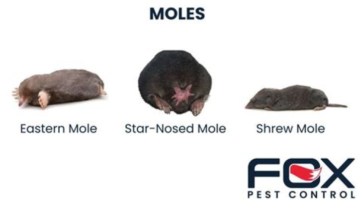 Do sonic repellers work on moles?