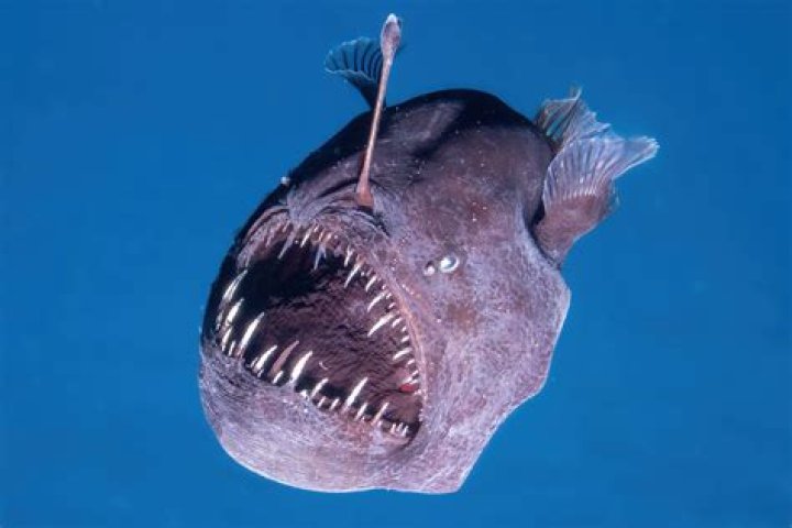 Does a angler fish have a backbone?
