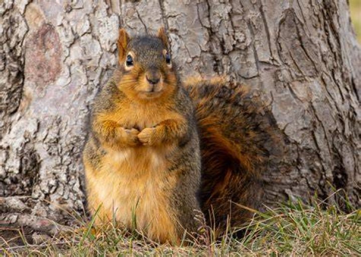 Does a grey squirrel have teeth?