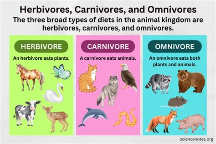 Does CARNIVOR MASS work?