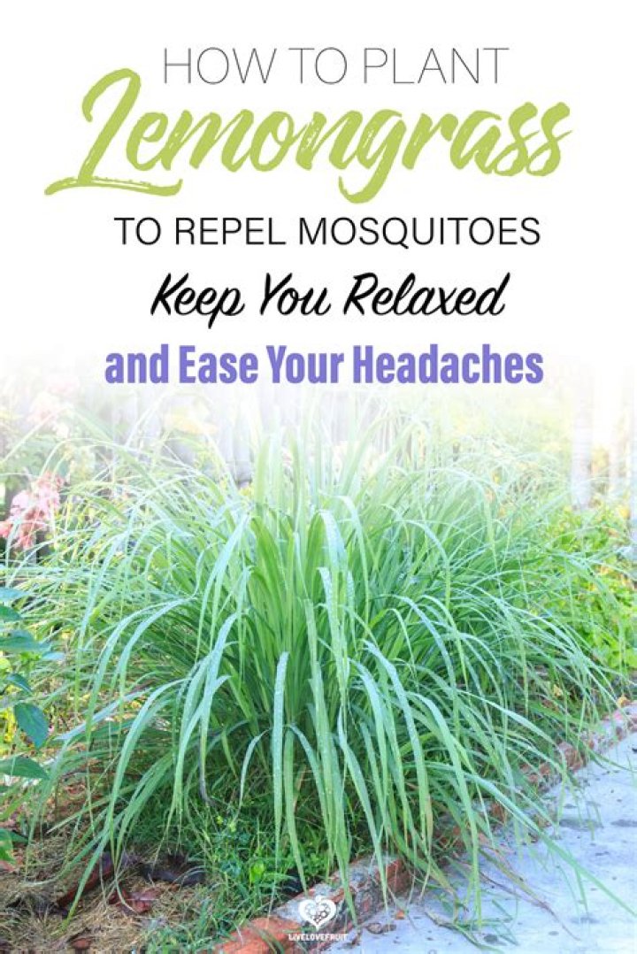 Does lemon Myrtle repel mosquitoes?