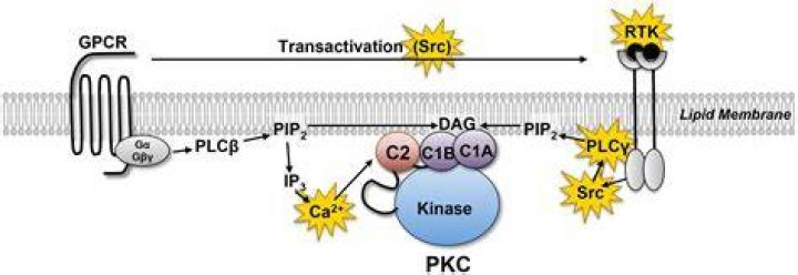 Does PKC increase calcium?
