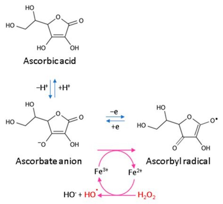 Does Tetrahexyldecyl ascorbate convert to L-ascorbic acid?