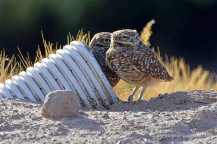 How do burrowing owls migrate?