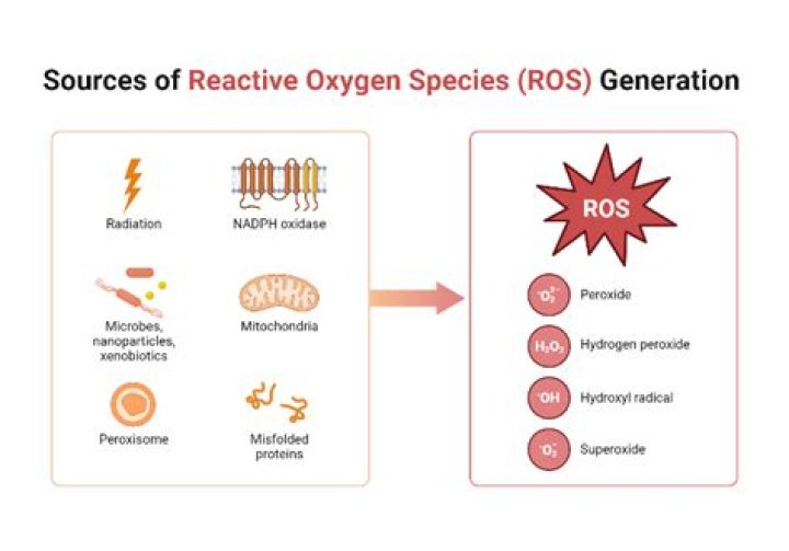 How do reactive oxygen species affect DNA?