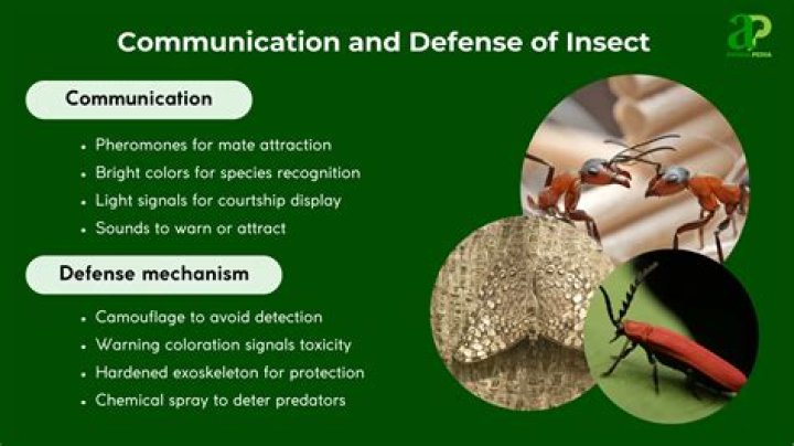 How do some insects communicate?