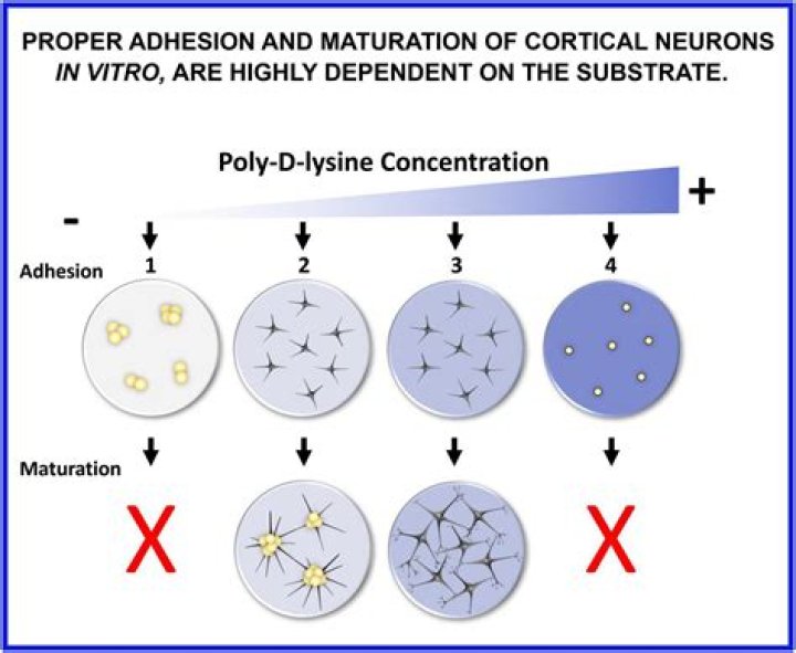 How do you use polylysine?