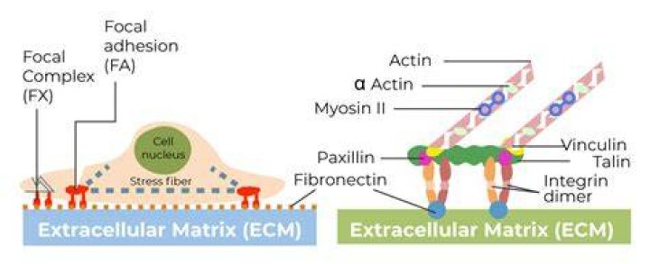 How is focal adhesion regulated?