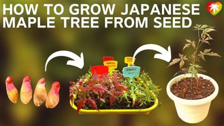 How long does a maple tree live for?