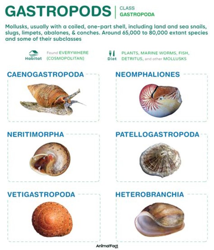 How many shells do gastropods have?
