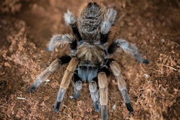 How much do tarantulas cost?
