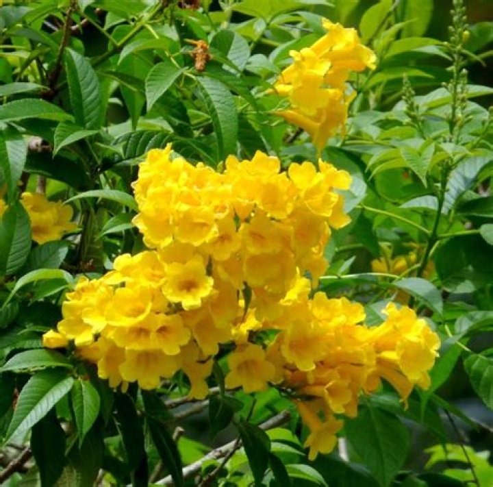 Is Alcea Hardy?