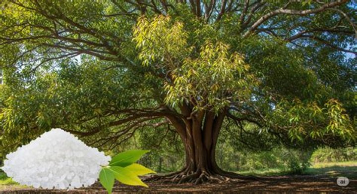 Is camphor tree invasive?