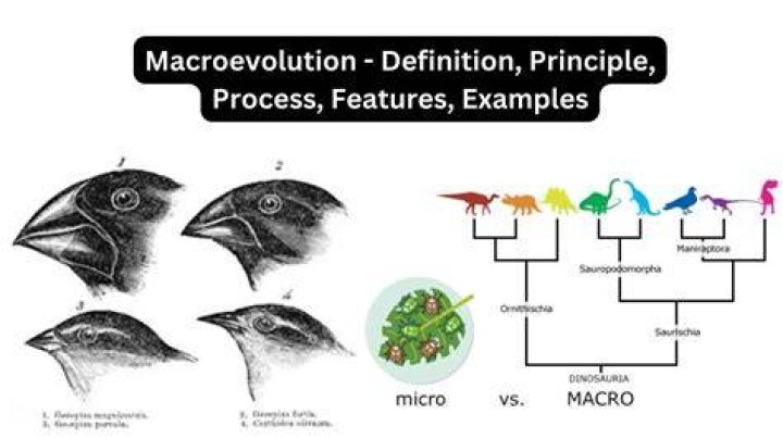 Is the horse macroevolution?