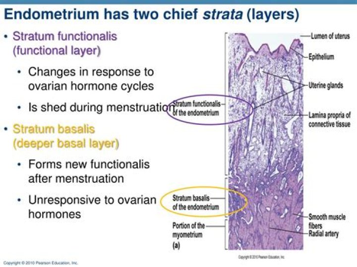 Is the stratum Functionalis shed during menstruation?