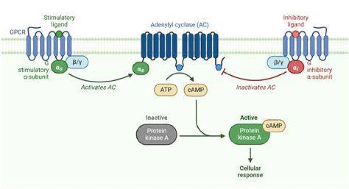 What directly activates mTOR?