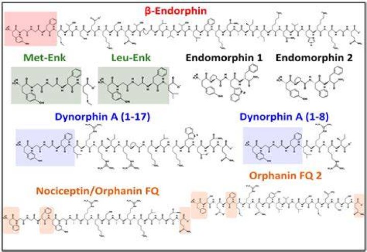 What do Dynorphins do?