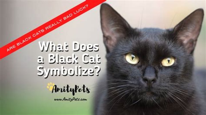 What does a black cat symbolize?