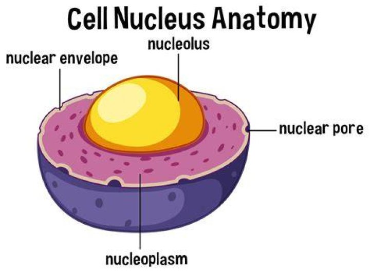 What does a cell nucleus look like?