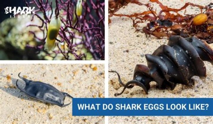 What does a shark look like description?