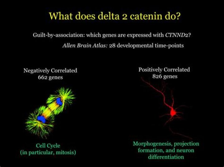 What does delta catenin do?