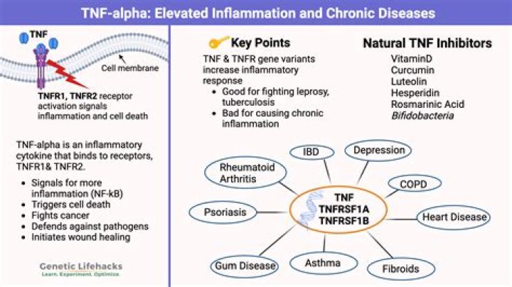 What does IFN alpha do?