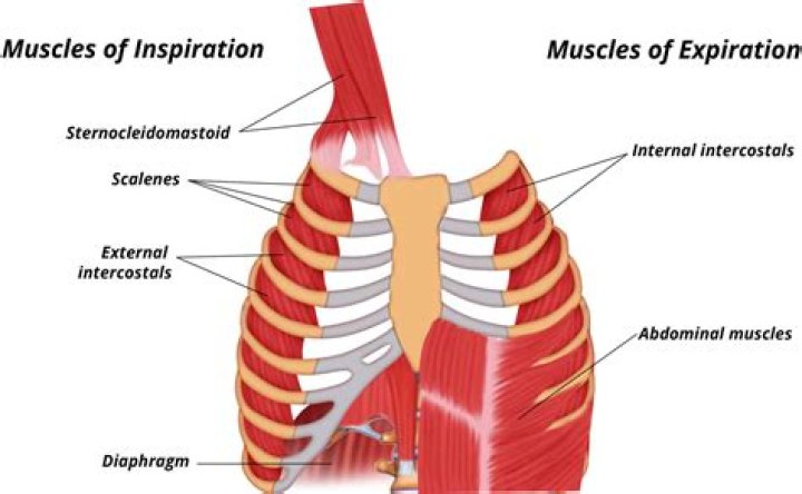 What does inspiratory wheezing indicate?