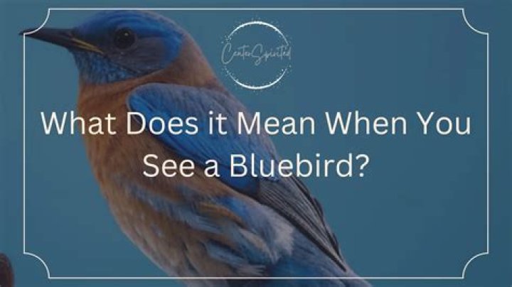 What does it mean when birds start flocking?