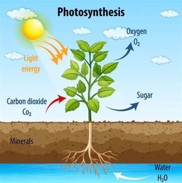 What does PC do in photosynthesis?