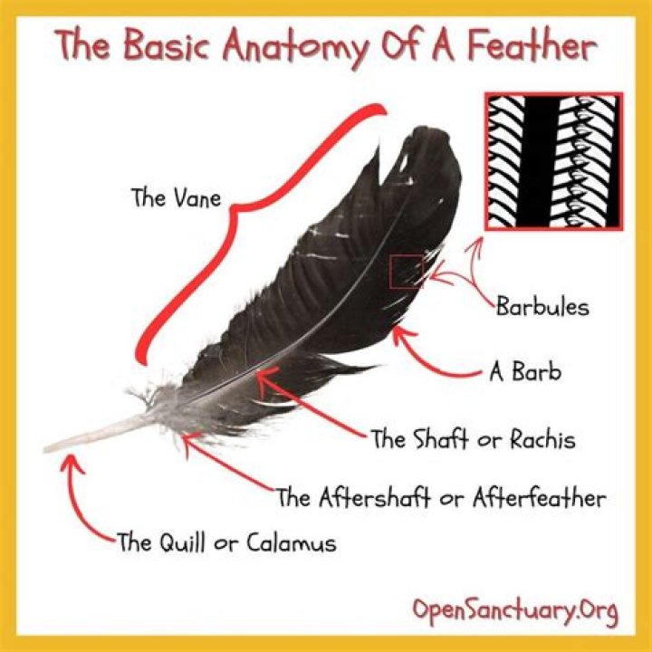 What does tar and feathering symbolize?