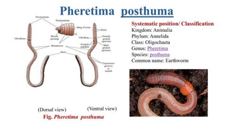 What is a Pheretima Posthuma?