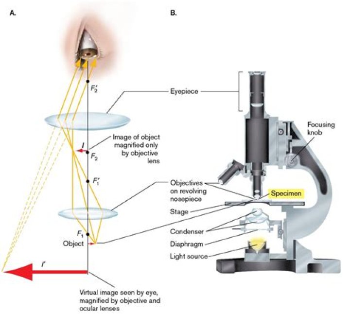 What is light microscope incident?