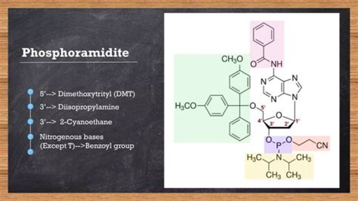 What is phosphoramidite method?