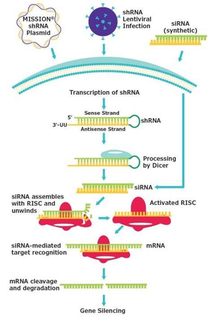 What is shRNA screen?