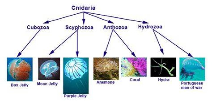 What is the difference between Hydrozoa and Anthozoa?