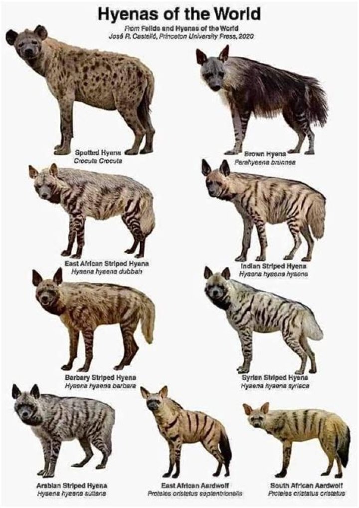 Where does the name aardwolf come from?