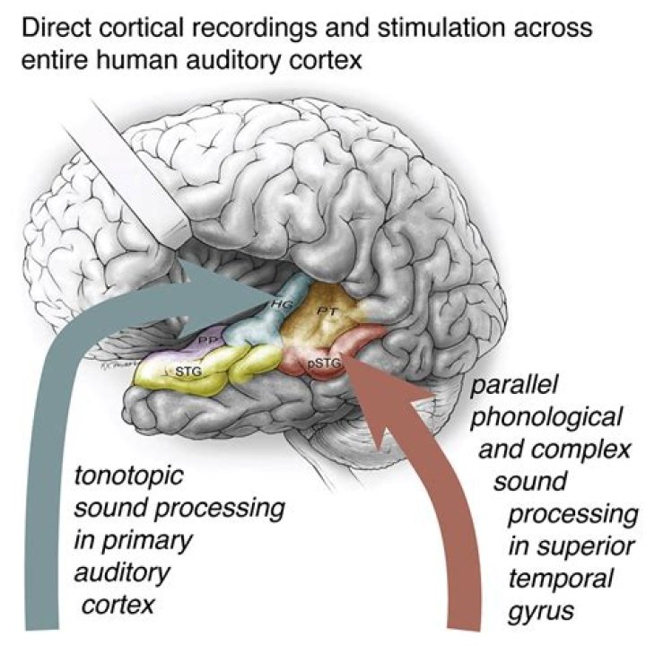 Where is the auditory cortex at?