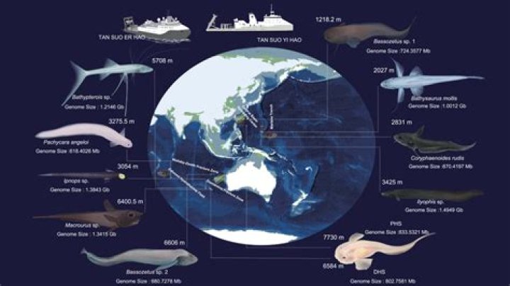 Why do we not eat lanternfish?