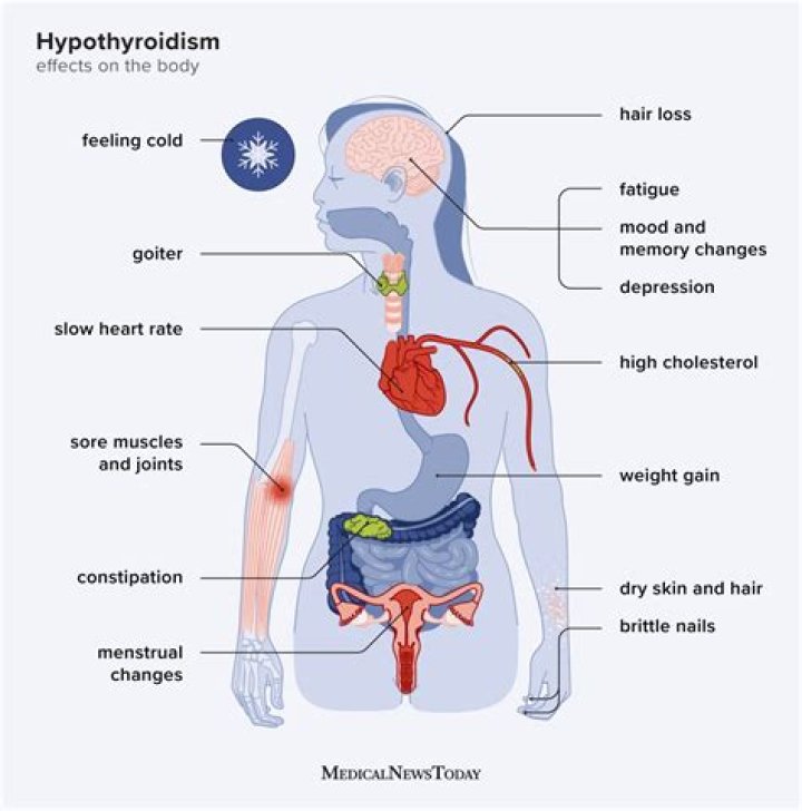 Why does hypothyroidism cause slow reflexes?