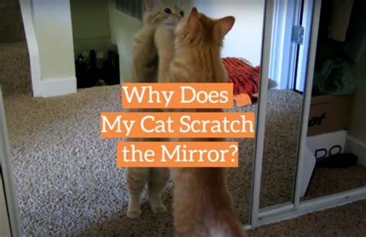 Why does my cat attack the mirror?