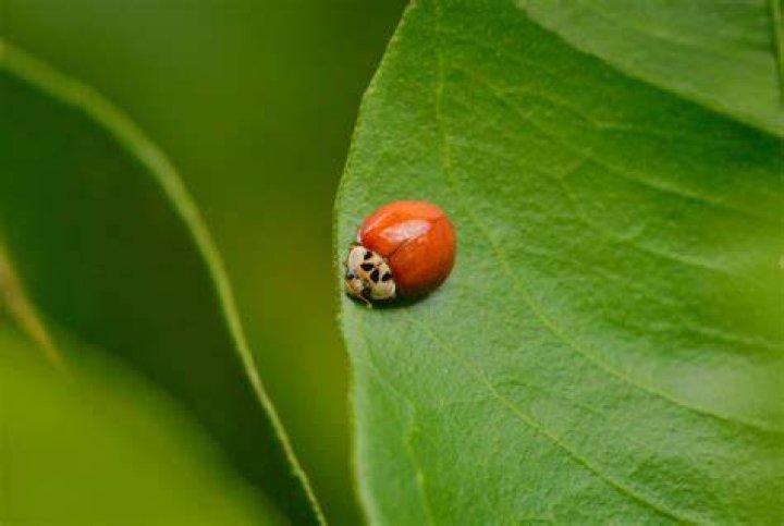 Why does this lady bug not have spots?